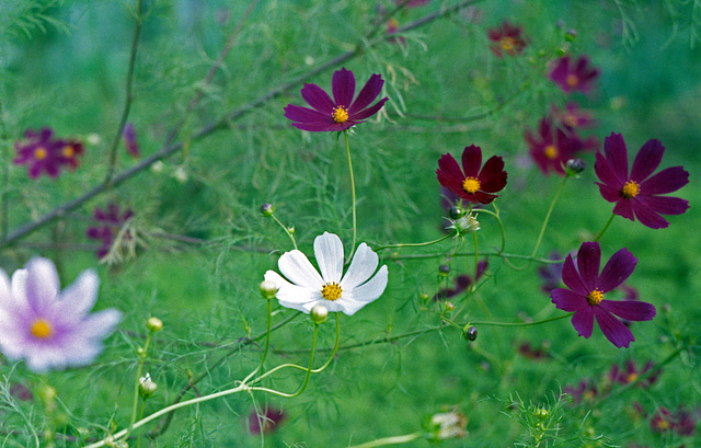 Cosmos in the green field