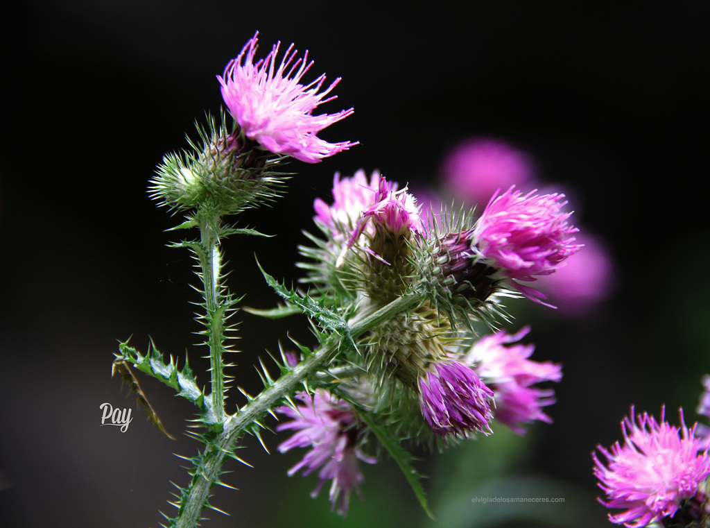 Silybum marianum.