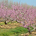 C'est le printemps !