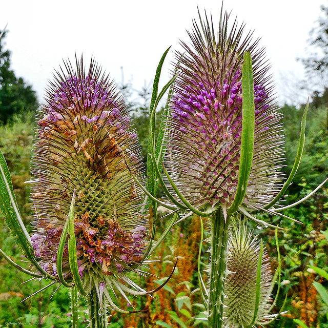 Teazle (Teasle)