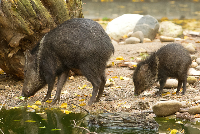 Halsbandpekaris (Collared peccary)