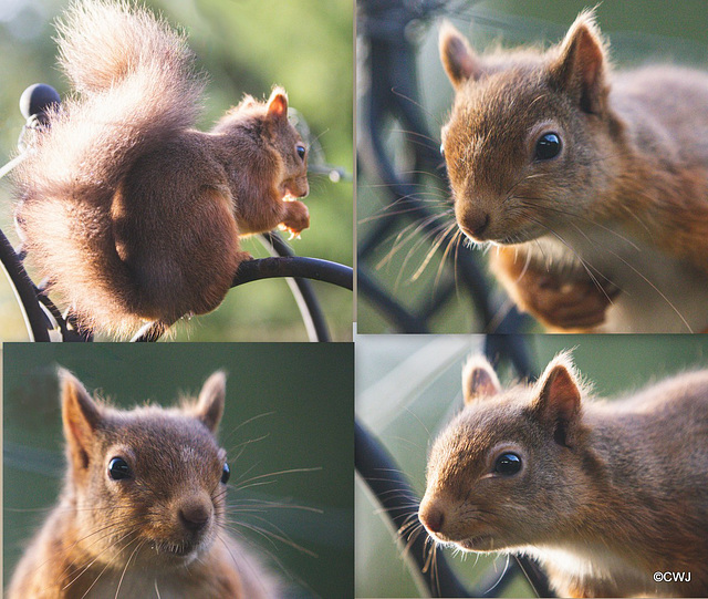 Red Squirrel at breakfast