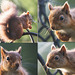 Red Squirrel at breakfast