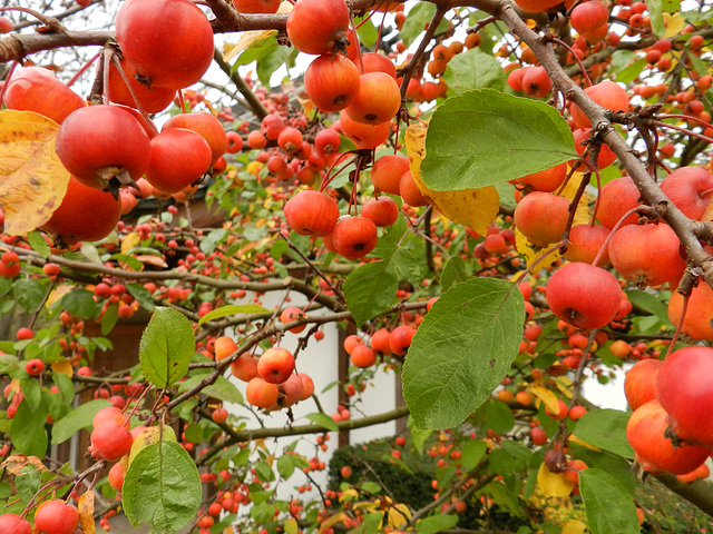 Japanese wild apple