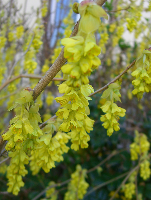 Gold- Ribes