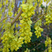 Gold- Ribes