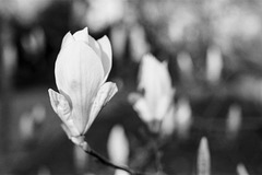Tavistock magnolia