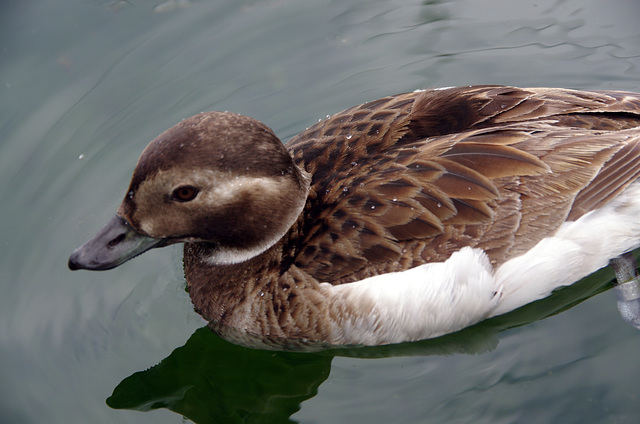 Diving duck