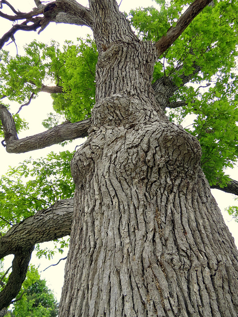 A century old oak.