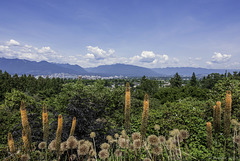 Queen Elizabeth Park (© Buelipix)