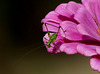 Dans un jardin bio