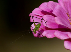 Dans un jardin bio