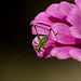 Dans un jardin bio