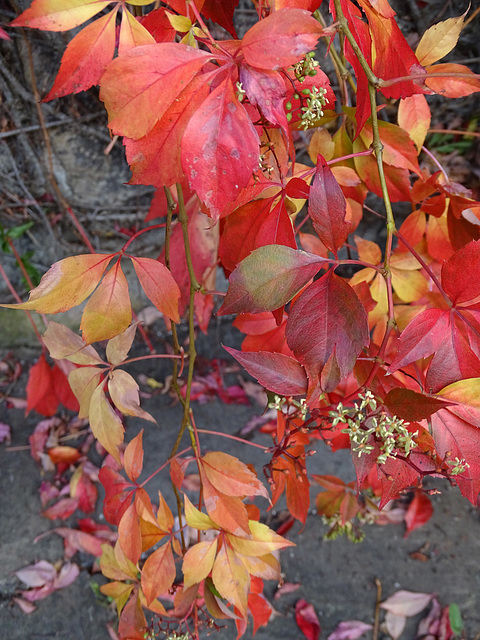 Parthenocissus quinquefolia Parthenocissus quinquefolia
