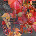 Parthenocissus quinquefolia