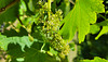 Der Wein hat bereits Frucht angesetzt