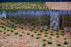 Paddy ﬁeld