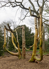 Stripped Bark at Lyme Park