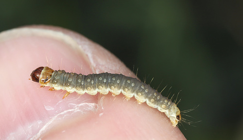 EF7A8469caterpillarthumb