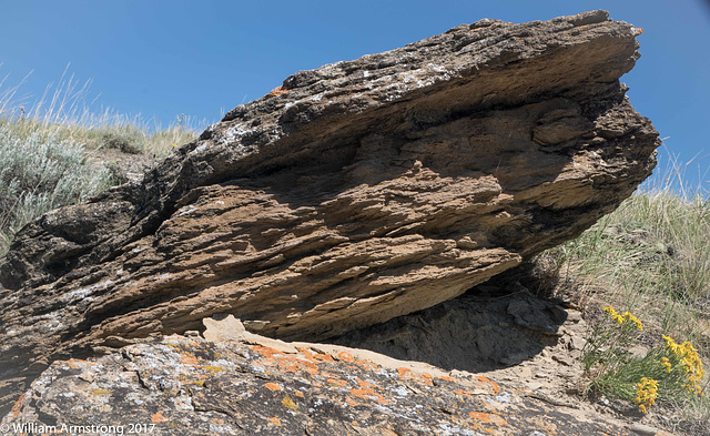 upthrust at Dinosaur Prov Park