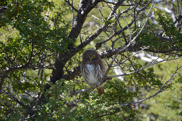 Argentina, Young Owl in the Valley of Laguna Torre