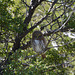 Argentina, Young Owl in the Valley of Laguna Torre