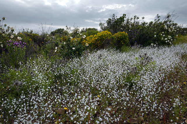 Omphalodes linifolia