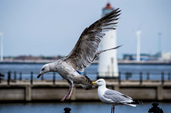 Seagull May set (17)