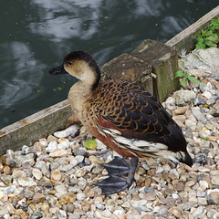 Wandering Whistling-duck