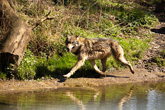Europäischer Wolf im Trab