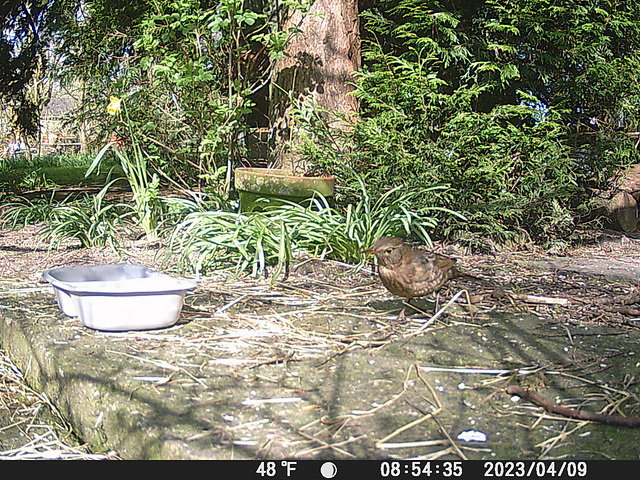 gct[1] - song thrush {1 of 2}