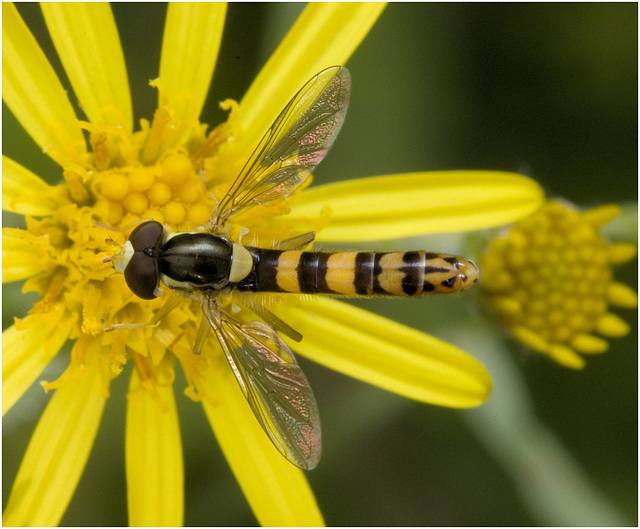 IMG 0053 hoverfly