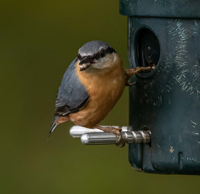 Nuthatch