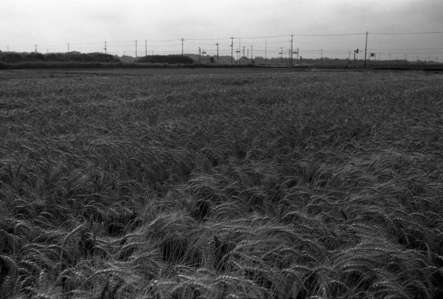 Wheat field