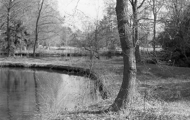 Tree by the pond