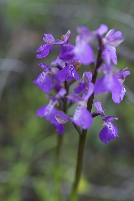 Orchis morio, erva-do-salepo, fatua, testículo-de-cão