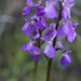 Orchis morio, erva-do-salepo, fatua, testículo-de-cão