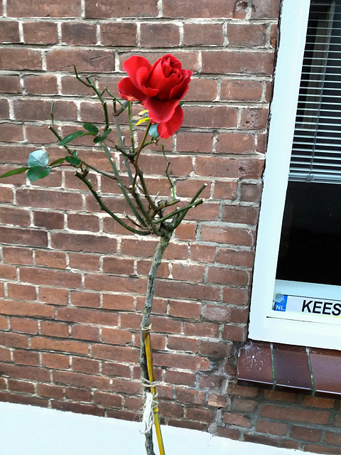 Nog één roos bloeit in de winter