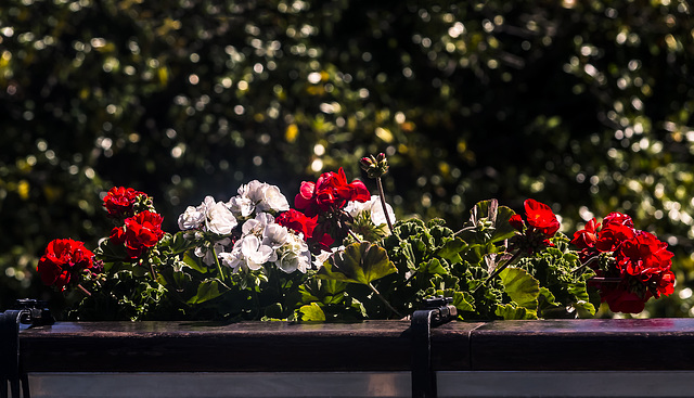 flores sobre bokeh