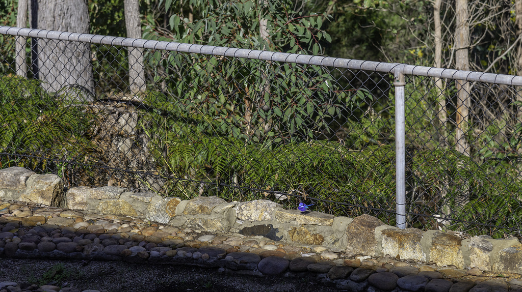 Splendid Blue Fairy Wren