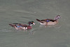 Baikal Teal