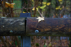 Herbstzaun