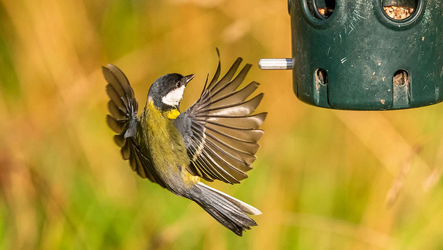 Great tit