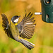 Great tit