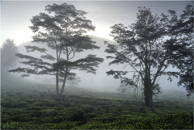 Dawn in Tamil Nadu