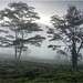 Dawn in Tamil Nadu