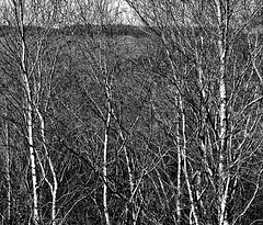 Silver Birch