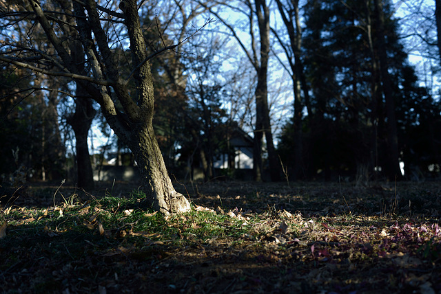 Sunshine through tree branches