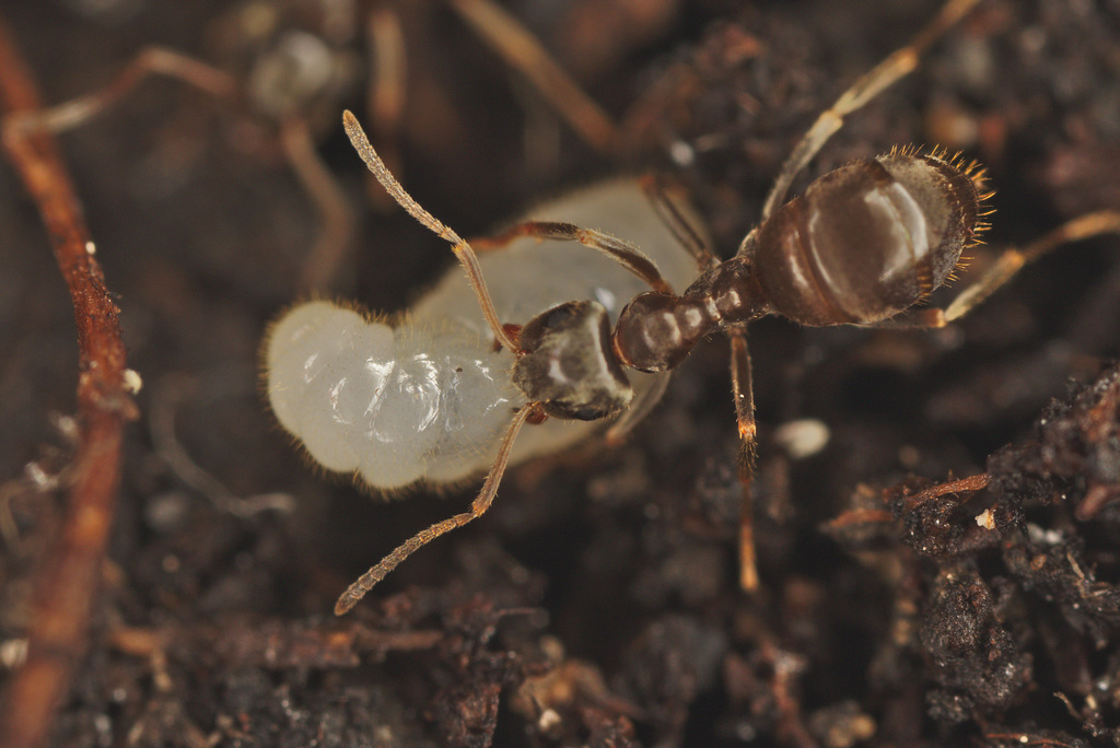 EF7A8273LNigerwithlarva
