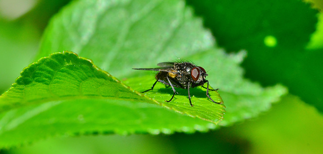 Fly. Callophora vicina